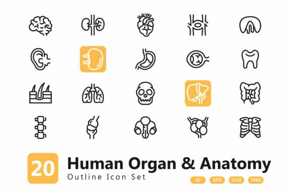 Human Organ Icon Graphics for Digital Sellers